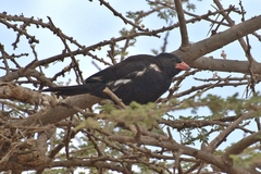 Bubalornis niger
