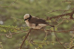 Eurocephalus ruppelli