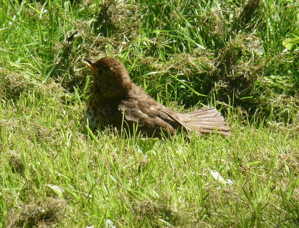 Song Thrush from Cheshire West and Chester, UK on August 10, 2023 at 02