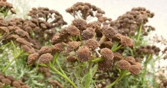 Tanacetum vulgare boreale