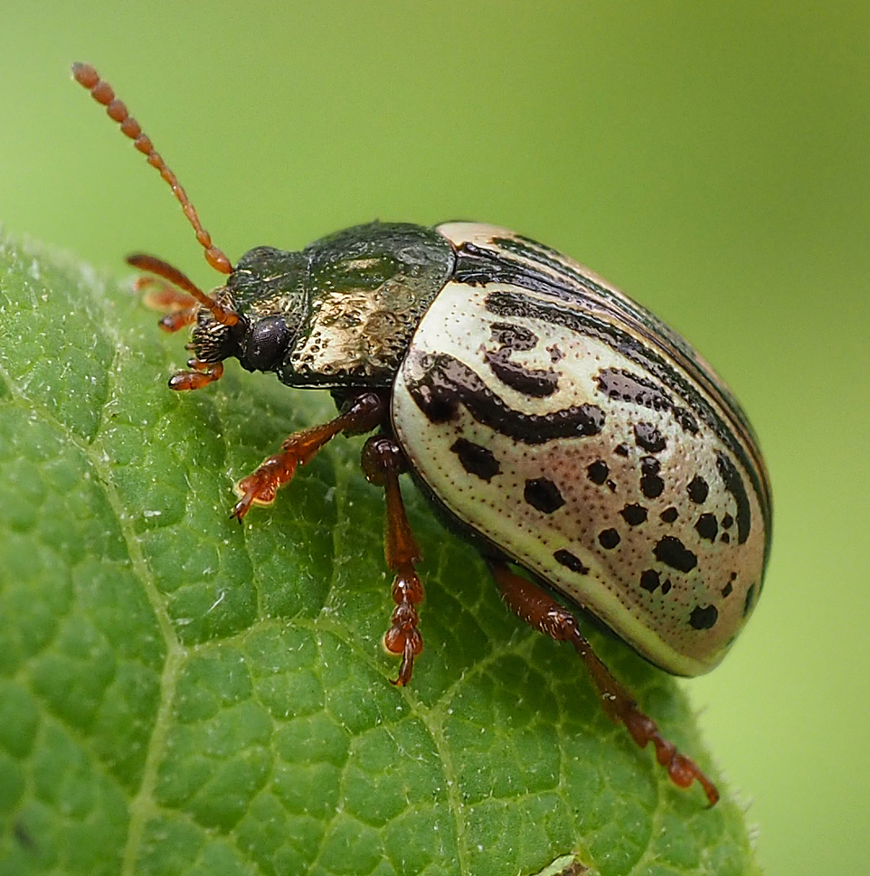 Dogwood Leaf Beetle