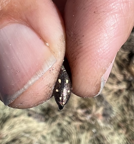 California Flat-Headed Borer