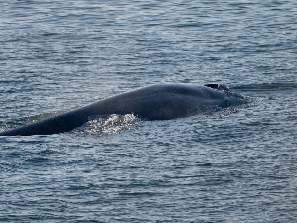 Blue Whale in August 2023 by Claudia Pogoreutz. Image courtesy of ...