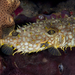 Web Burrfish - Photo (c) terence zahner, some rights reserved (CC BY-NC), uploaded by terence zahner