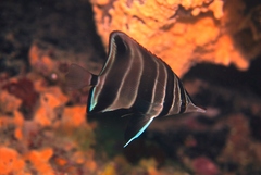 Chelmonops curiosus