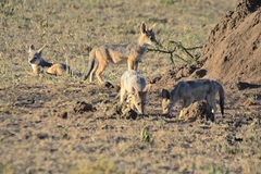 Lupulella mesomelas schmidti