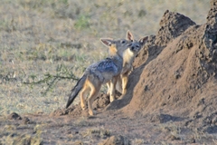 Lupulella mesomelas schmidti