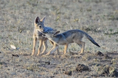 Lupulella mesomelas schmidti