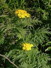 Tanacetum vulgare boreale