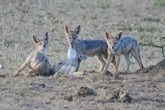 Lupulella mesomelas schmidti