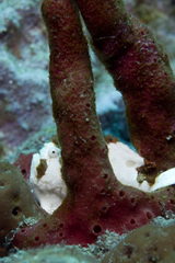 Antennarius multiocellatus