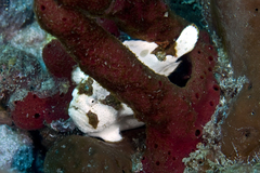 Antennarius multiocellatus