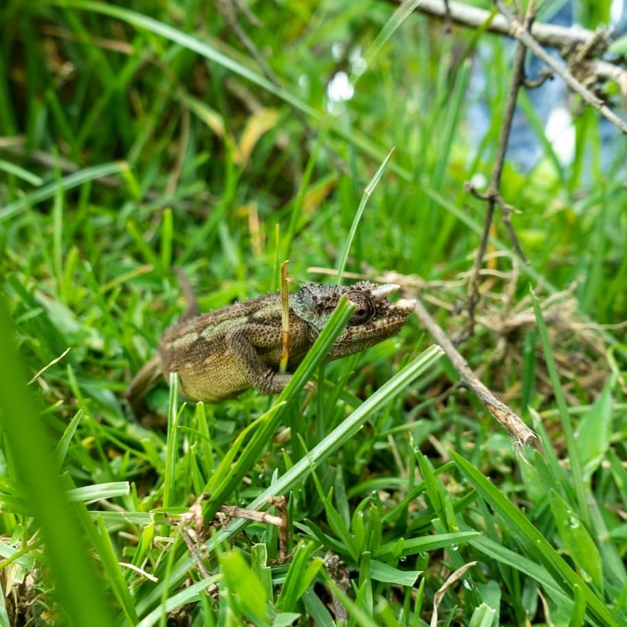 Ngosi Volcano Chameleon