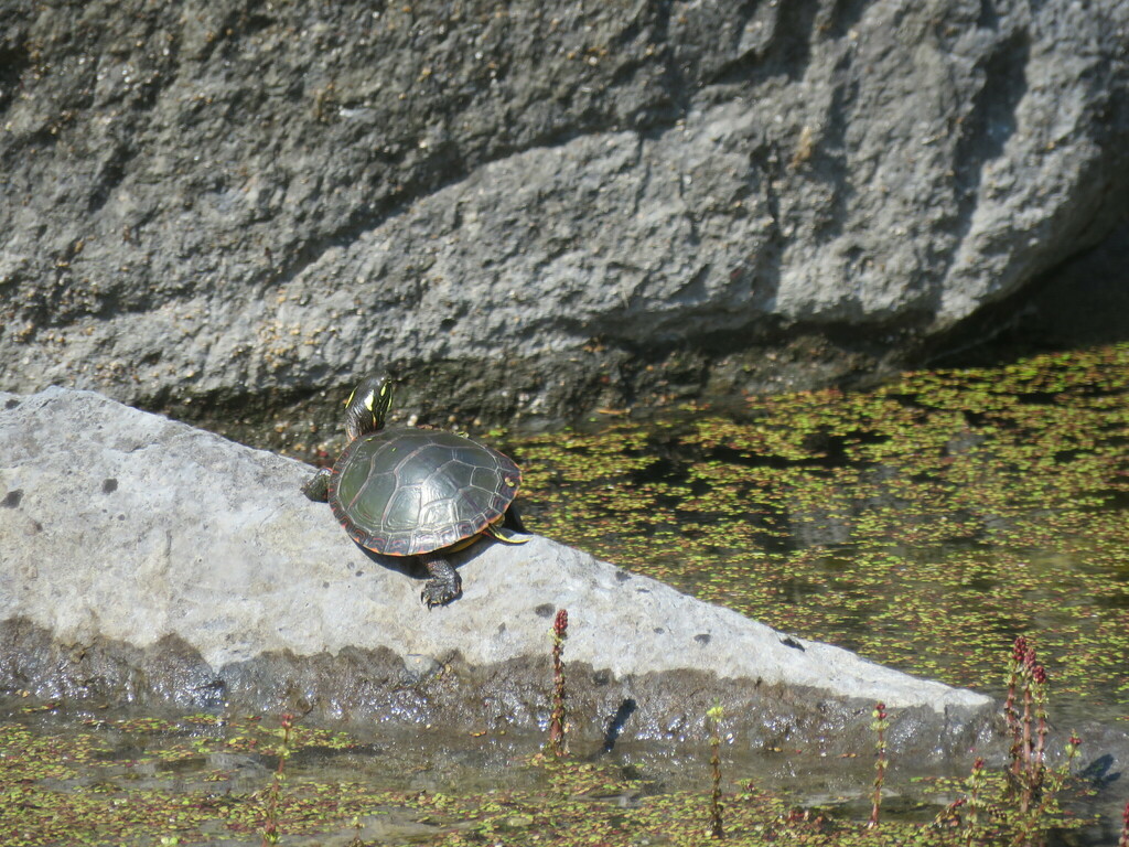 Painted Turtle from 4039 W Shore Rd, Isle La Motte, VT 05463, USA on