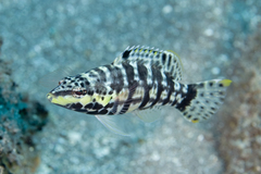 Serranus tigrinus