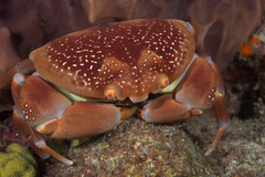 Carpilius corallinus