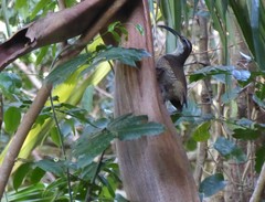 Ptiloris paradiseus