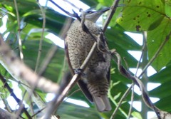 Ptiloris paradiseus