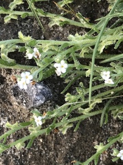 Pectocarya peninsularis