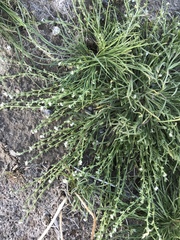 Pectocarya peninsularis