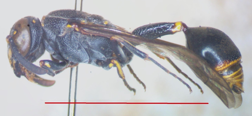 Zethus cylindricus