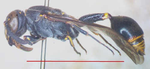 Zethus cylindricus