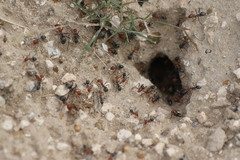 Myrmecocystus placodops