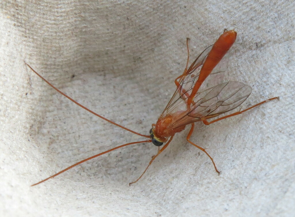 Enicospilus cerebrator