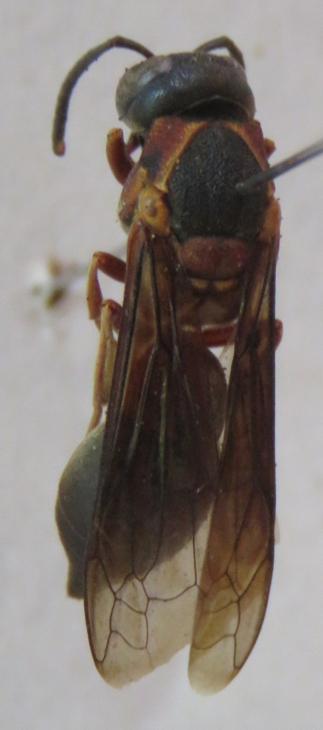 Montezumia infernalis