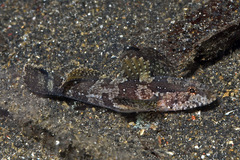 Van Hasselt's Goby photo 2