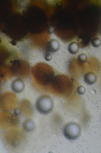 Image of Riccia glauca by no rights reserved