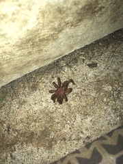 Myrmekiaphila comstocki