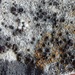 Disc Lichens - Photo (c) Bob O'Kennon, some rights reserved (CC BY-NC), uploaded by Bob O'Kennon