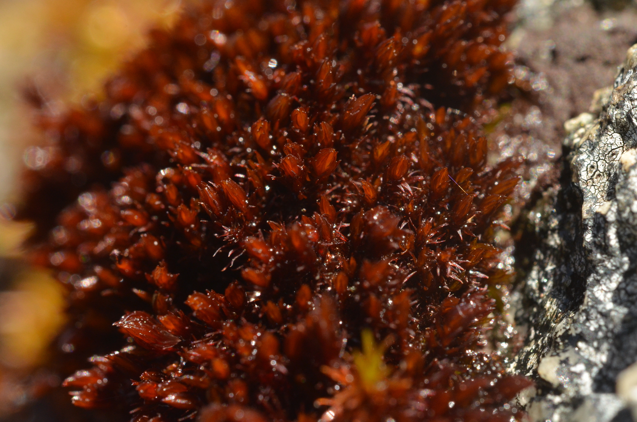Andreaea heinemannii