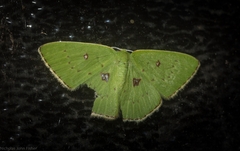 Comostola leucomerata