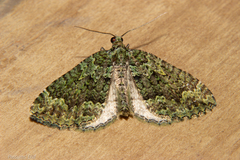 Austrocidaria callichlora