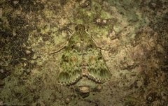 Stericta chlorophoena