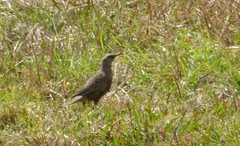 Cincloramphus cruralis