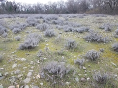Eriogonum wrightii trachygonum
