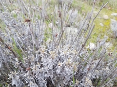 Eriogonum wrightii trachygonum