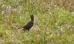 Cincloramphus cruralis