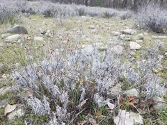 Eriogonum wrightii trachygonum