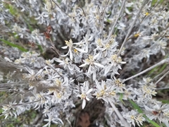 Eriogonum wrightii trachygonum