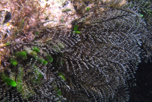 Christmas Tree Hydroid, photo 5 of 10