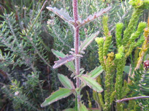 Image of Zaluzianskya capensis by (c) douglaseustonbrown, some rights reserved (CC BY-SA)