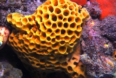 Holopsamma laminaefavosa