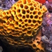 Cream Honeycomb Sponge - Photo (c) David Muirhead, some rights reserved (CC BY-NC), uploaded by David Muirhead