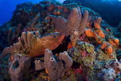 Epinephelus guttatus