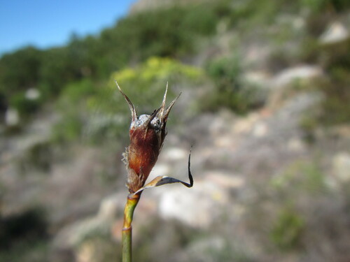 Image of Willdenowia arescens by (c) douglaseustonbrown, some rights reserved (CC BY-SA)