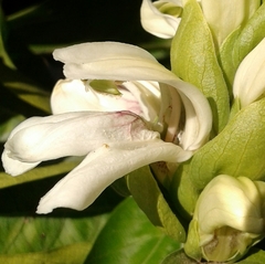 Justicia adhatodoides